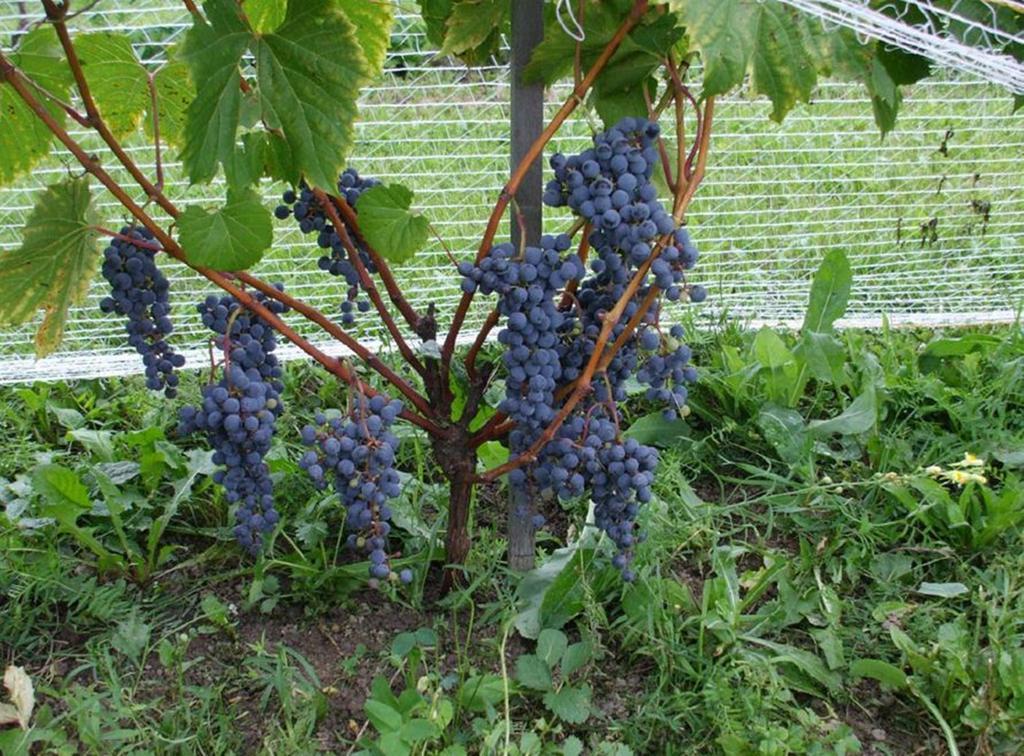 Cote St-Hermas Gite Au Vignoble Mirabel Zewnętrze zdjęcie